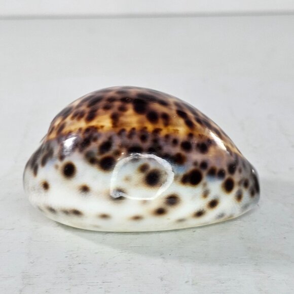 Tiger Cowrie Sea Shell Glossy Brown & White Spotted Ocean Decor - Picture 4 of 8